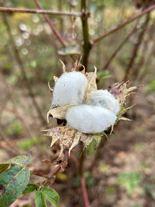 Indigenous Cotton: A Timeless Tradition